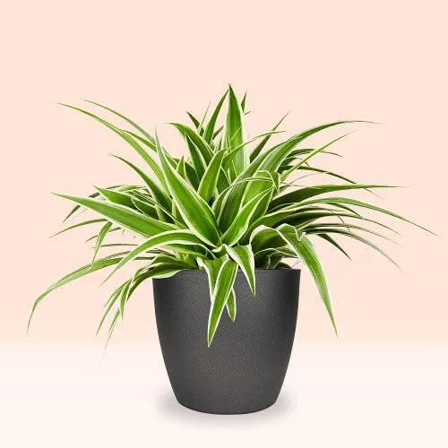 5 Indoor Plants That Grow Quickly