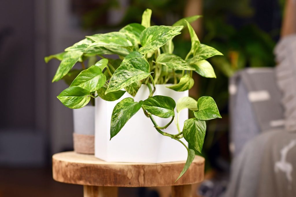 5 Indoor Plants That Grow Quickly