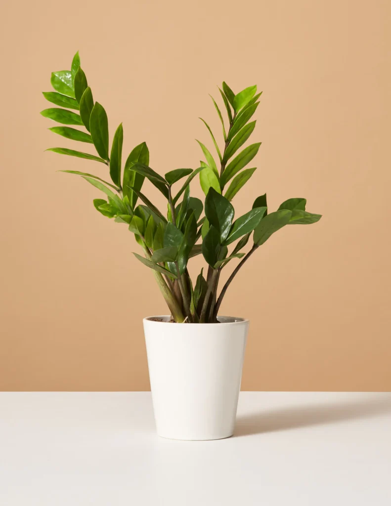 5 Indoor Plants That Grow Quickly